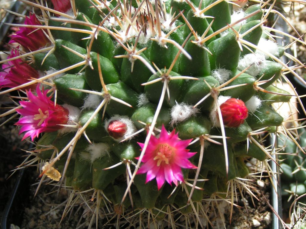 Mammillaria centricirrha